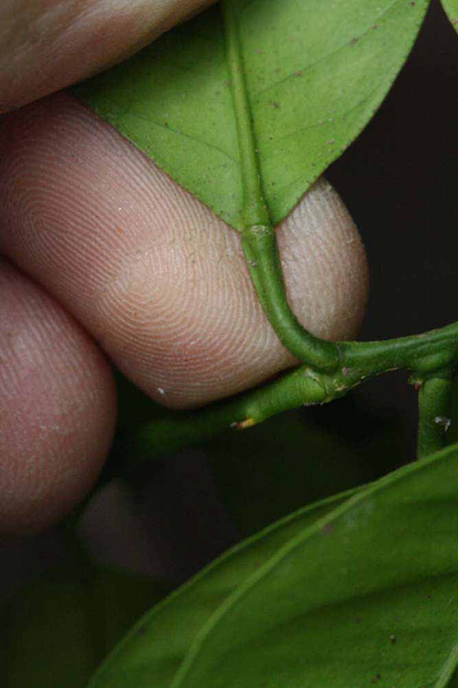              Petiole (Riverside, CA)       